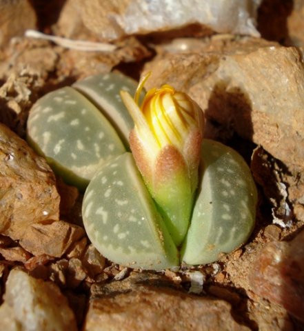 Lithops olivacea bud